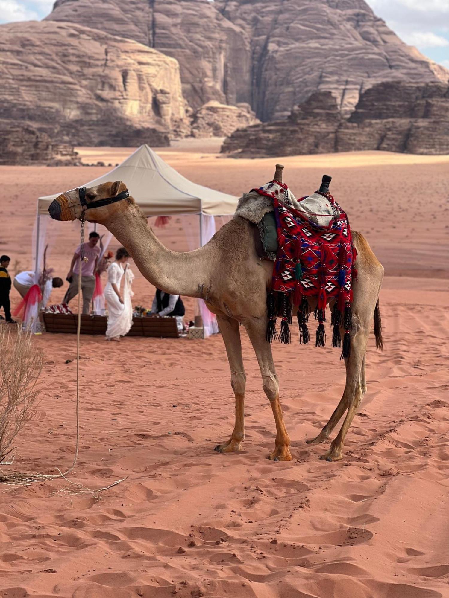 Moon Magic Valley Lägenhet Wadi Rum Exteriör bild